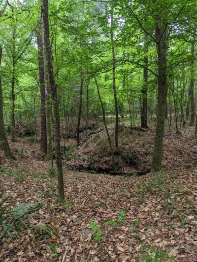Mill Creek Preserve - Alachua, FL
