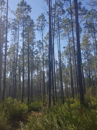 Mill Creek Preserve - Alachua, FL