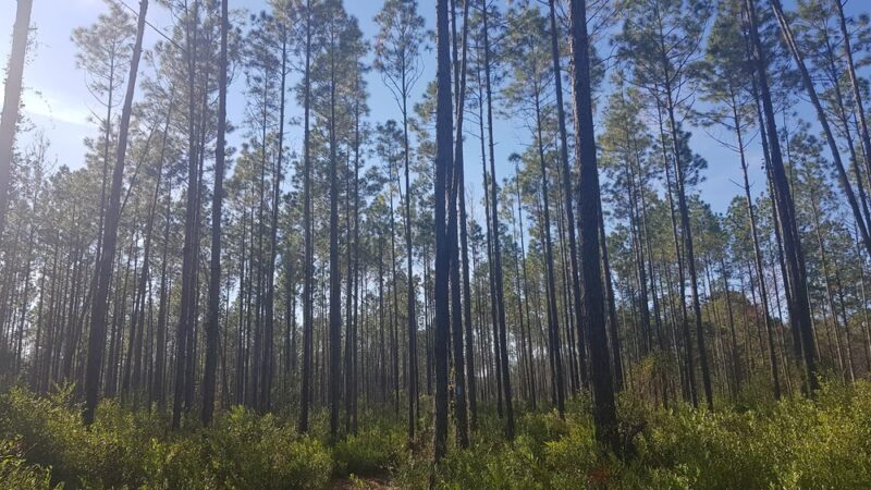 Mill Creek Preserve - Alachua, FL