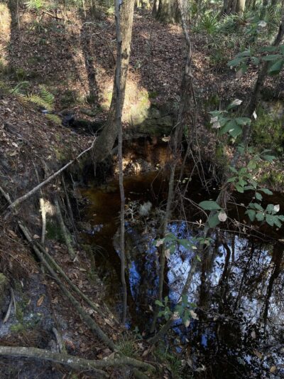 Mill Creek Preserve - Alachua, FL