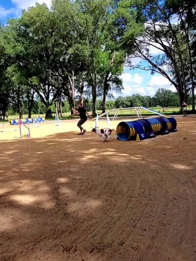 DogStar, LLC - Alachua, FL