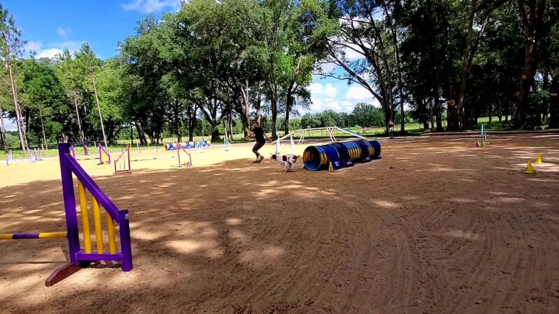 DogStar, LLC - Alachua, FL