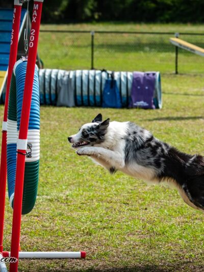 DogStar, LLC - Alachua, FL