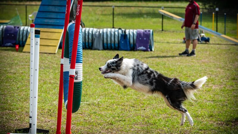 DogStar, LLC - Alachua, FL