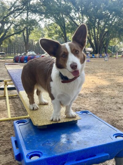 DogStar, LLC - Alachua, FL