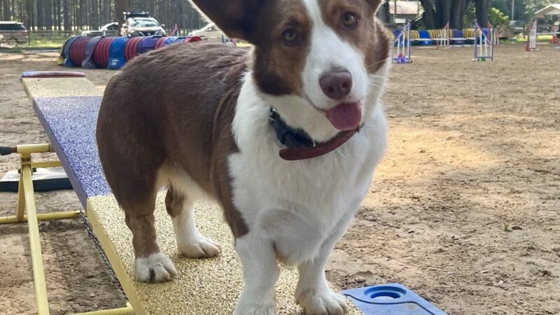 DogStar, LLC - Alachua, FL