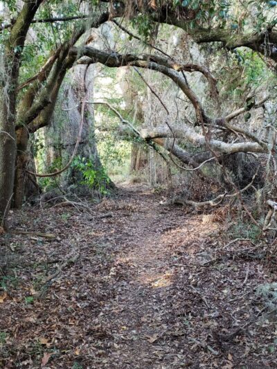 San Felasco Hammock Preserve State Park - Alachua, FL