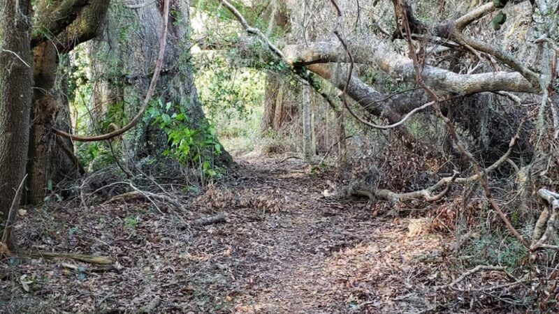 San Felasco Hammock Preserve State Park - Alachua, FL
