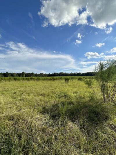 San Felasco Hammock Preserve State Park - Alachua, FL