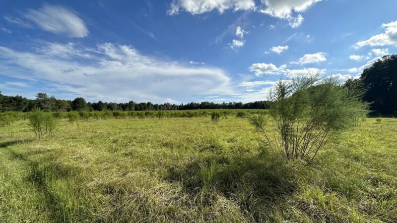 San Felasco Hammock Preserve State Park - Alachua, FL