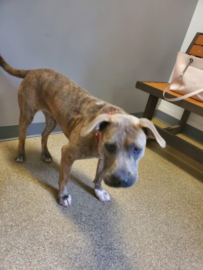 Tri County Animal Shelter - Albany, KY