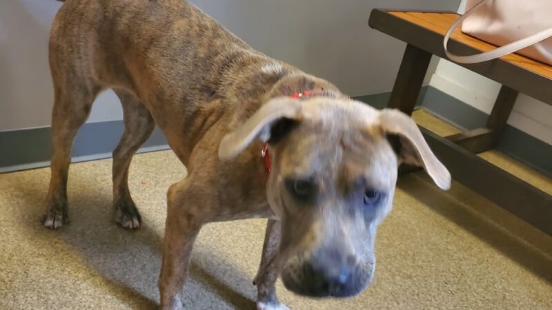 Tri County Animal Shelter - Albany, KY