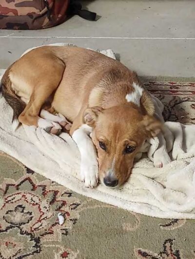 Tri County Animal Shelter - Albany, KY