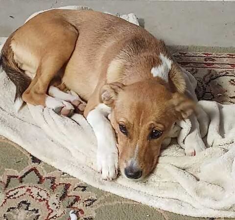 Tri County Animal Shelter - Albany, KY