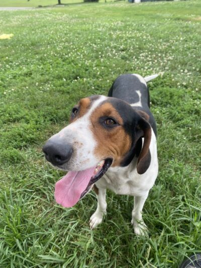 Tri County Animal Shelter - Albany, KY