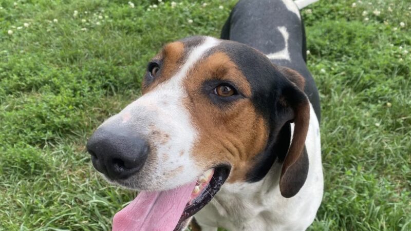 Tri County Animal Shelter - Albany, KY