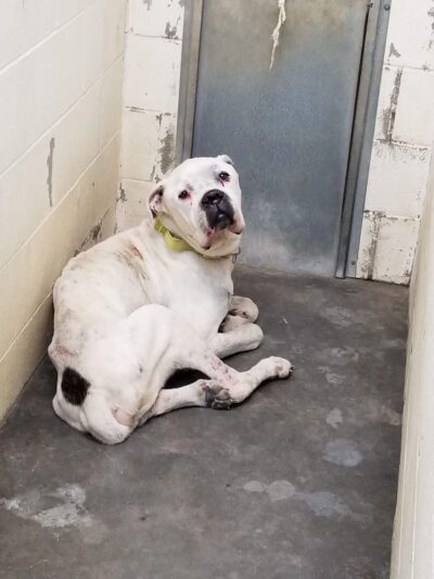 Tri County Animal Shelter - Albany, KY