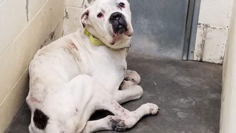 Tri County Animal Shelter - Albany, KY