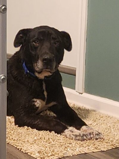 Tri County Animal Shelter - Albany, KY