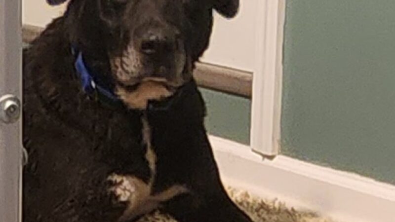 Tri County Animal Shelter - Albany, KY