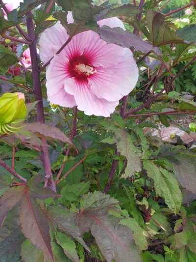 Shoff Park - Albert Lea, MN