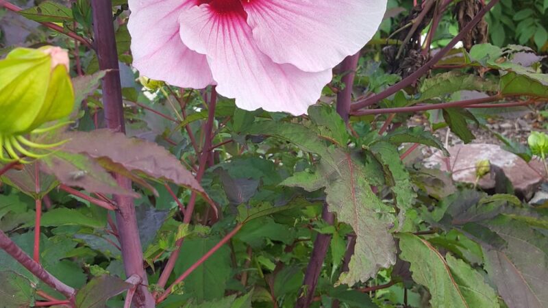 Shoff Park - Albert Lea, MN