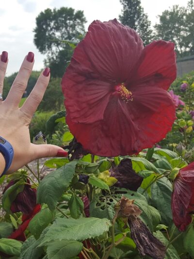 Shoff Park - Albert Lea, MN