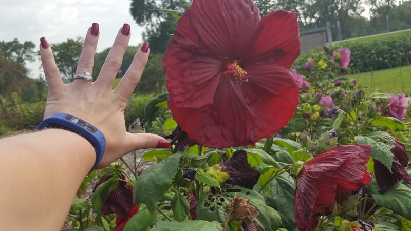 Shoff Park - Albert Lea, MN