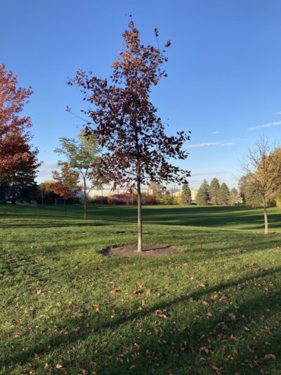 Sondergaard Park - Albert Lea, MN