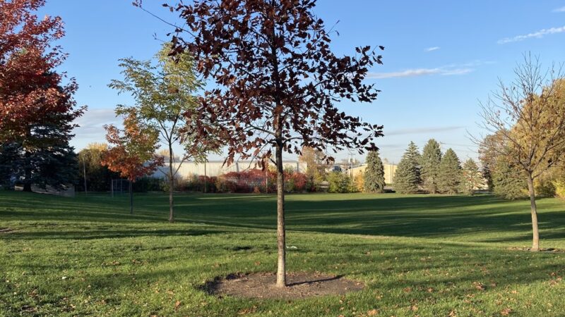 Sondergaard Park - Albert Lea, MN