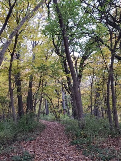 White Woods County Park - Albert Lea, MN