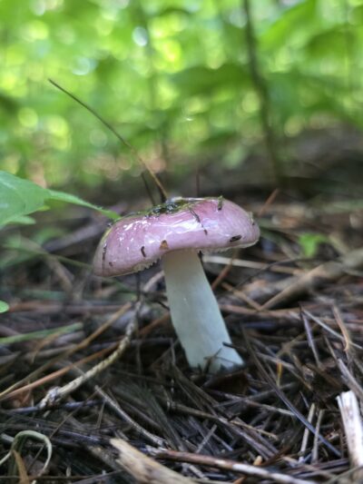 White Woods County Park - Albert Lea, MN