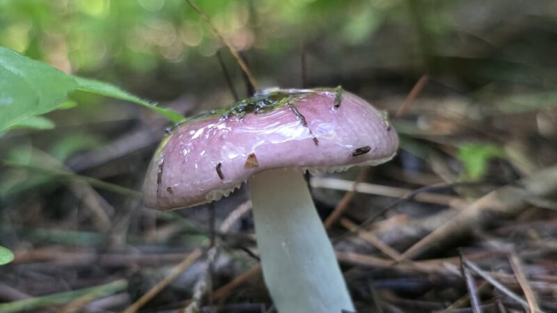 White Woods County Park - Albert Lea, MN