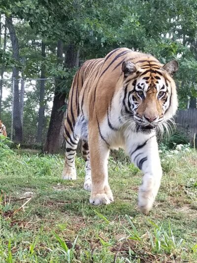 Black Pine Animal Sanctuary - Albion, IN