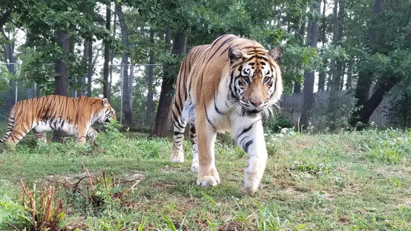 Black Pine Animal Sanctuary - Albion, IN