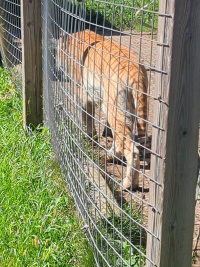 Black Pine Animal Sanctuary - Albion, IN