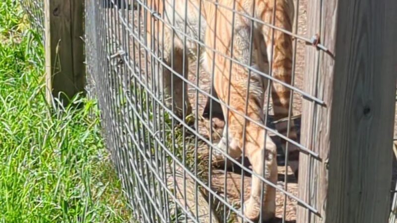 Black Pine Animal Sanctuary - Albion, IN