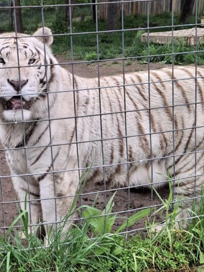 Black Pine Animal Sanctuary - Albion, IN