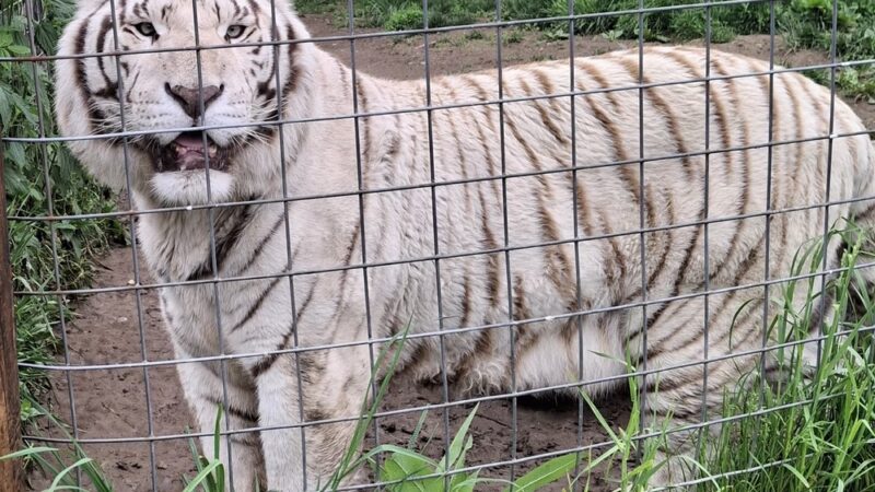 Black Pine Animal Sanctuary - Albion, IN