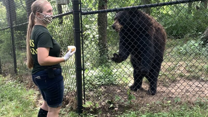 Black Pine Animal Sanctuary - Albion, IN