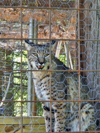 Black Pine Animal Sanctuary - Albion, IN
