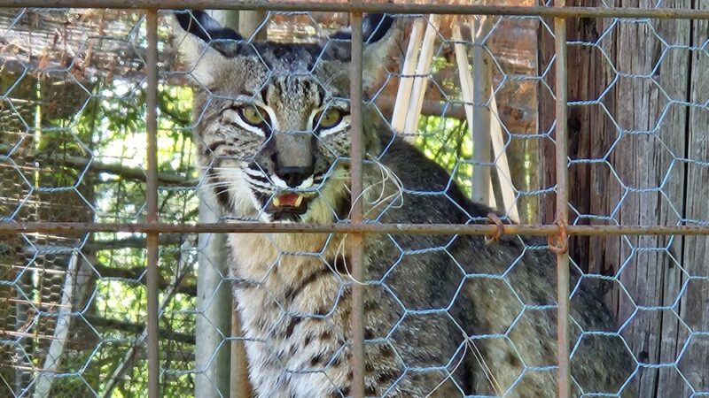Black Pine Animal Sanctuary - Albion, IN