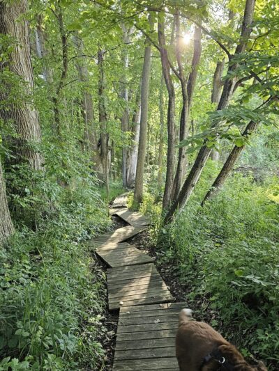 Lloyd W. Bender Memorial Forest - ACRES Land Trust - Albion, IN
