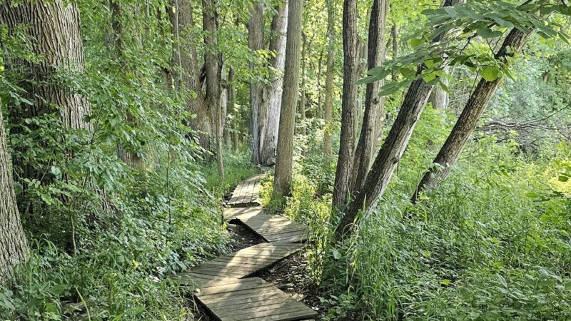 Lloyd W. Bender Memorial Forest - ACRES Land Trust - Albion, IN