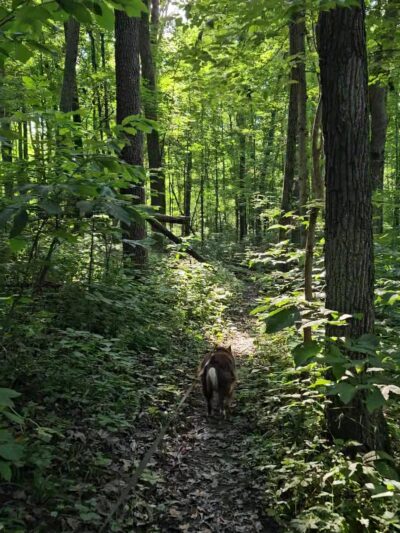 Lloyd W. Bender Memorial Forest - ACRES Land Trust - Albion, IN