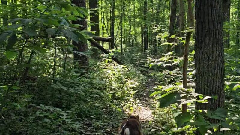 Lloyd W. Bender Memorial Forest - ACRES Land Trust - Albion, IN