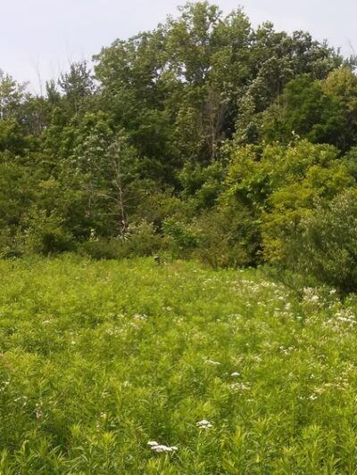 Lloyd W. Bender Memorial Forest - ACRES Land Trust - Albion, IN