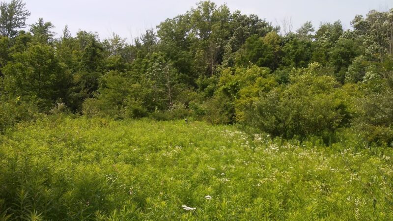 Lloyd W. Bender Memorial Forest - ACRES Land Trust - Albion, IN