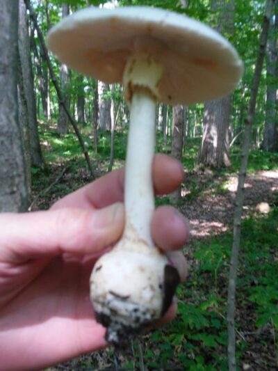 Lloyd W. Bender Memorial Forest - ACRES Land Trust - Albion, IN