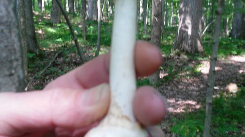 Lloyd W. Bender Memorial Forest - ACRES Land Trust - Albion, IN